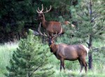 activities-elk-spotting